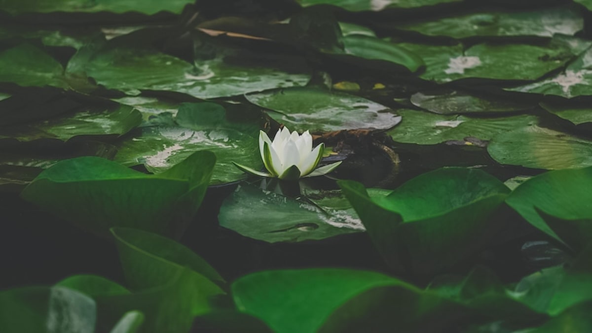 what are parts in IFS? image of lotus flower in pond.